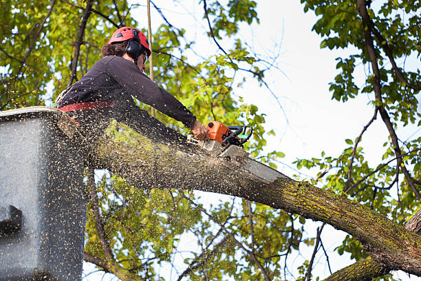 Best Fruit Tree Pruning  in Bayou Country Clu, LA